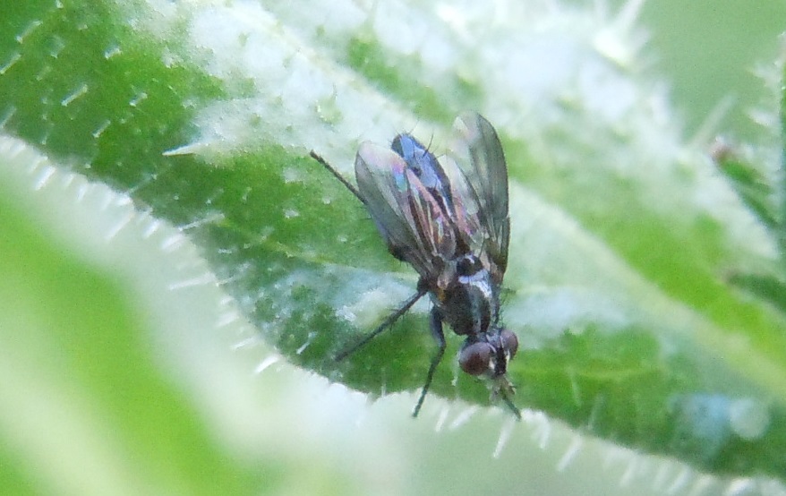 Stevenia sp. (Rhinophoridae)